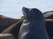 Harbor seal head shot in CA