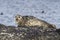 Harbor seal lying on a rock island Bering