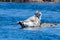 Harbor seal Phoca vitulina, also known as the common seal. Wild life animal.