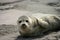 Harbor seal pup basking in the sand