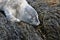 Harbor Seal Pup With Fluffy Gray Fur Sleeping on Seaweed