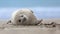 harbor seal pup on side