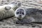 Harbor Seal Pups