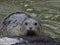 Harbor Seal at Quarry COVE