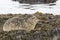 Harbor seal that rests on the rocks at low tide in spring