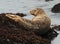 Harbor seal on rock, big sur, california