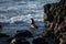 Harbor seal. Seals on the rocks. Sea lions on the cliff at La Jolla Cove in San Diego, California.