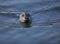 Harbor Seal swimming near Seattle, Washington