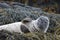 Harbor Seal Waving at His Friends on Seaweed