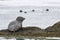 Harbor seal which lies on the edge of the rocks on the shore