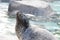 Harbor seal2