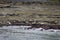 Harbor seals