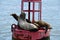 Harbor Seals on a Buoy