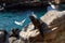 Harbor seals and egrets at Seaworld pool