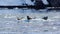 Harbor seals on floating ice near Beloit Glacier, Blackstone Bay, Prince William Sound, outside of Whittier, Alaska
