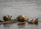 Harbor Seals haul on rocks along the Damariscotta River, Maine, on a sunny afternoons