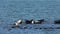 Harbor Seals hauling out on rocks with Seagulls and Brants nearby on a bright sunny day