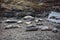 Harbor Seals Laying on Northern California Beach