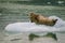 Harbor Seals on a LeConte Glacier Ice Flow