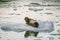 Harbor Seals on a LeConte Glacier Ice Flow