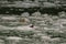 Harbor Seals on a LeConte Glacier Ice Flow