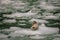 Harbor Seals on a LeConte Glacier Ice Flow