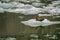 Harbor Seals on a LeConte Glacier Ice Flow