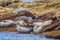 Harbor Seals Phoca vitulina loaf on rocks