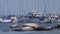 Harbor Seals Resting on Rocks in a California Bay