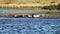 Harbor Seals On River Bank And In Water