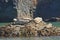 Harbor Seals Sunning on a Rock