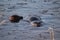 Harbor seals swimming