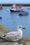 Harbour bird portrait