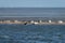 Harbour and grey seals on a sandbank