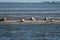 Harbour and grey seals on a sandbank