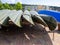 In harbour many canoes are stacked side by side