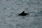 Harbour porpoise, Istanbul, Turkey