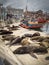 Harbour and sea lions, city of Mar del Plata, Argentina sea wolf