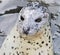 Harbour Seal