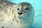 Harbour seal