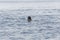 Harbour seal facing into camera