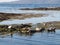 Harbour Seal landscape, Scotland