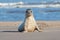 Harbour Seal, Phoca vitulina