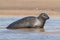 Harbour Seal, Phoca vitulina