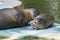 Harbour seal (Phoca vitulina) baby