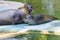 Harbour seal (Phoca vitulina) baby