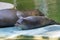 Harbour seal (Phoca vitulina) baby