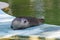 Harbour seal (Phoca vitulina) baby