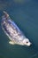 Harbour Seal, Phoca vitulina, off Southern Vancouver Island, British Columbia