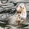 Harbour Seal (Phoca vitulina) pokes his head out of the water